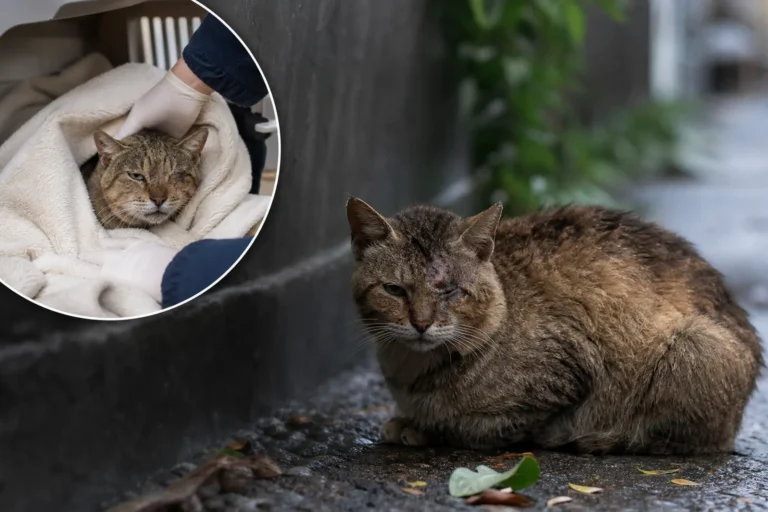 아픈 길고양이 구조 시 안전과 보온을 강조하는 대표 이미지