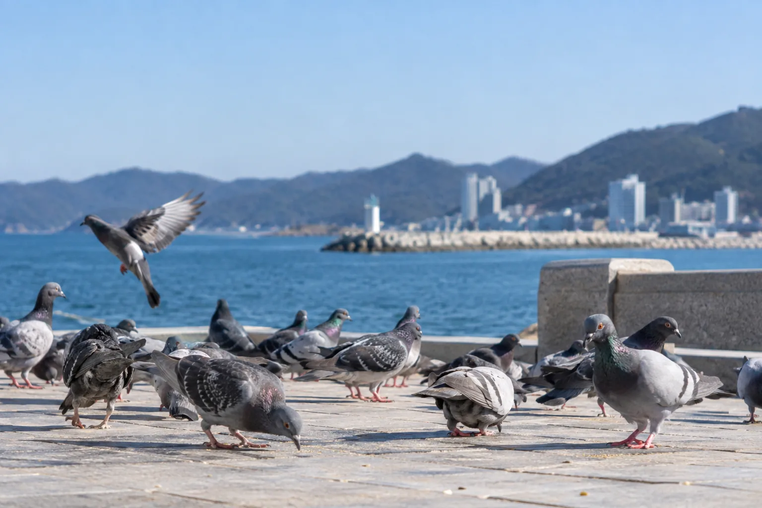삼척 비둘기 먹이주기 금지 19곳…위반 시 과태료 100만원 핵심 내용을 시각화한 이미지